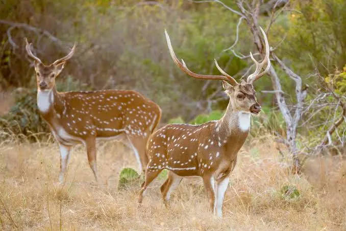 Axis deer on a Texas Ranch 
