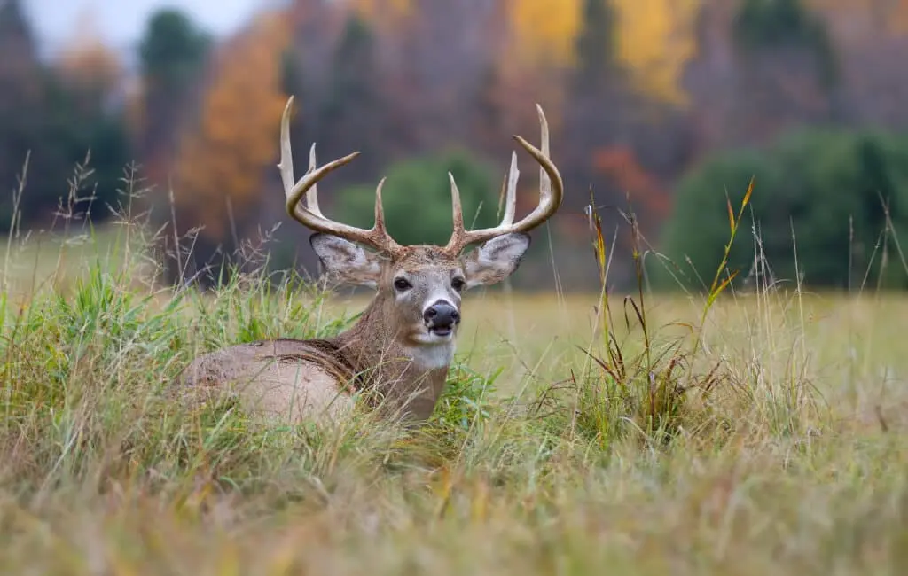Whitetail deer in Texas