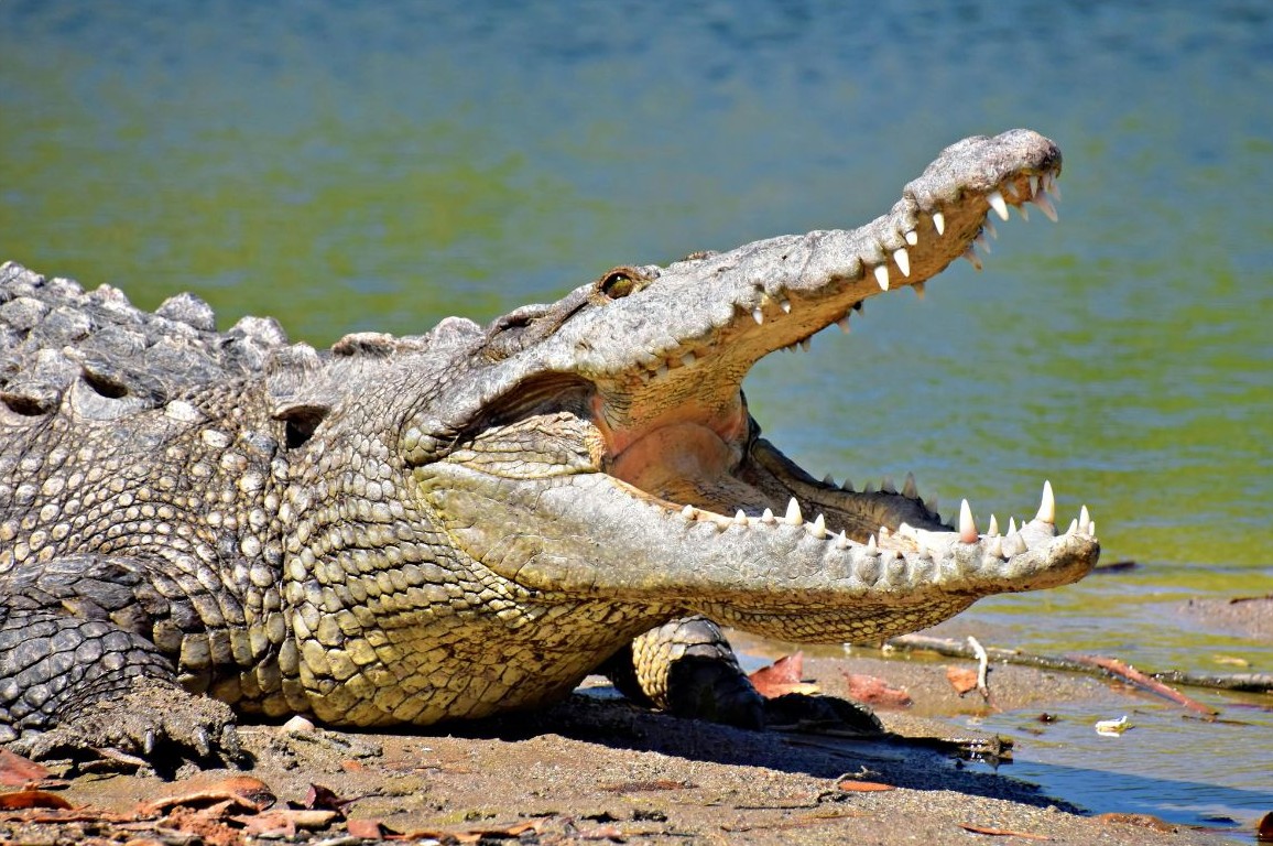 A Crocodile near water with it's jaws wide open.