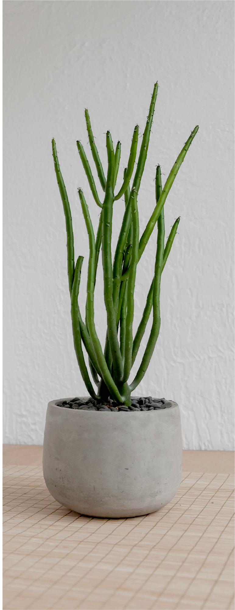 decorative plant