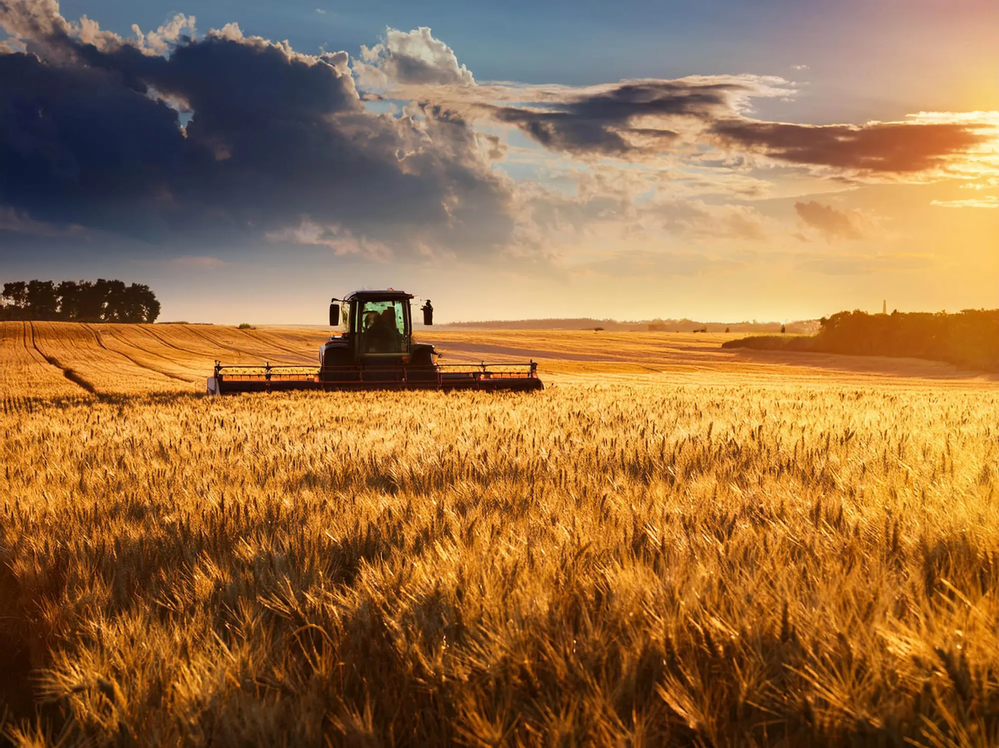 Agricultural machine in the evening light on a grain field