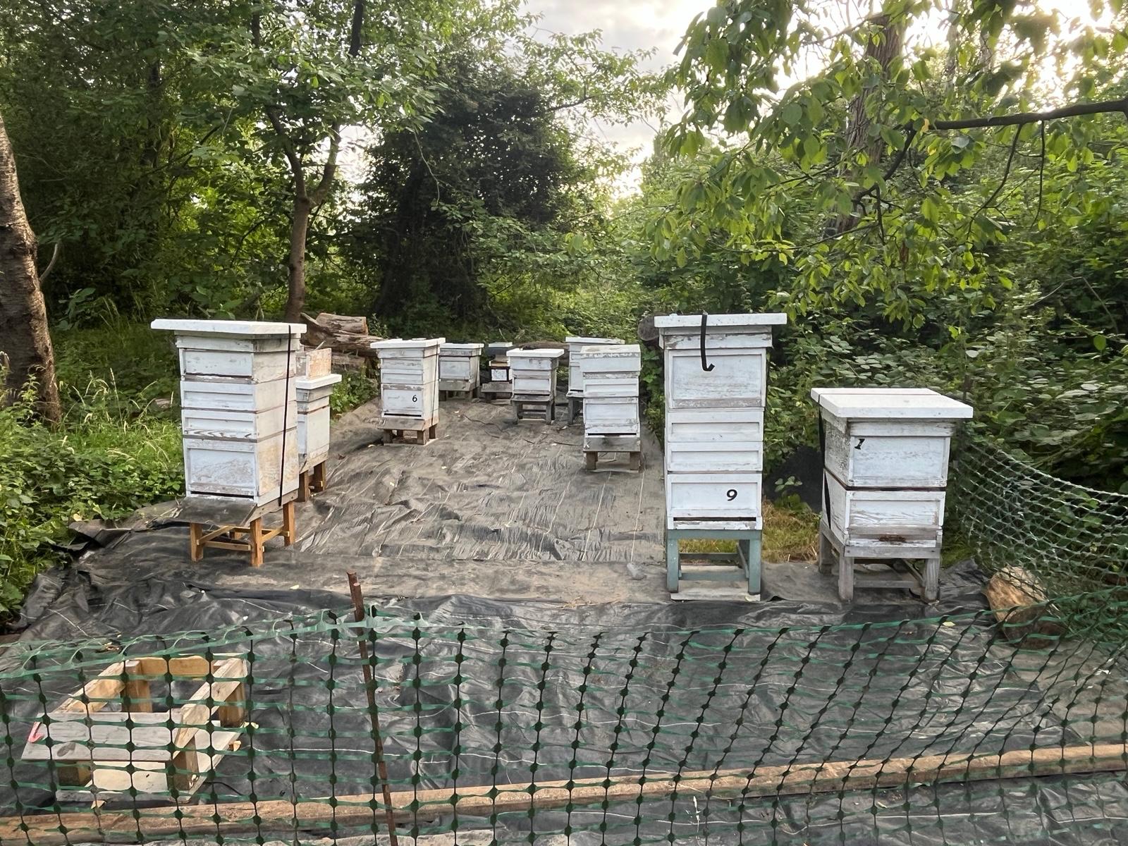 The Apiary