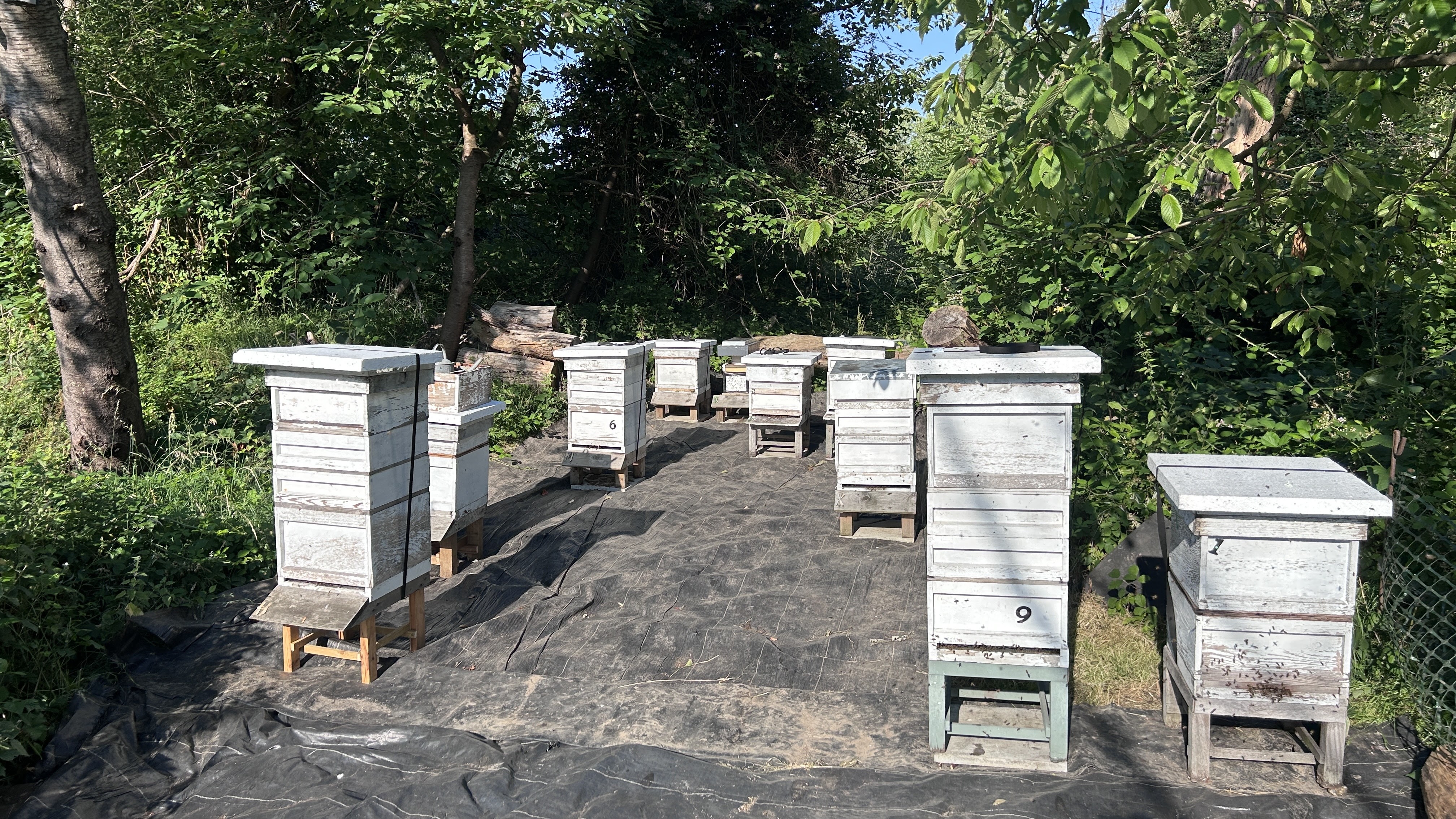The Apiary