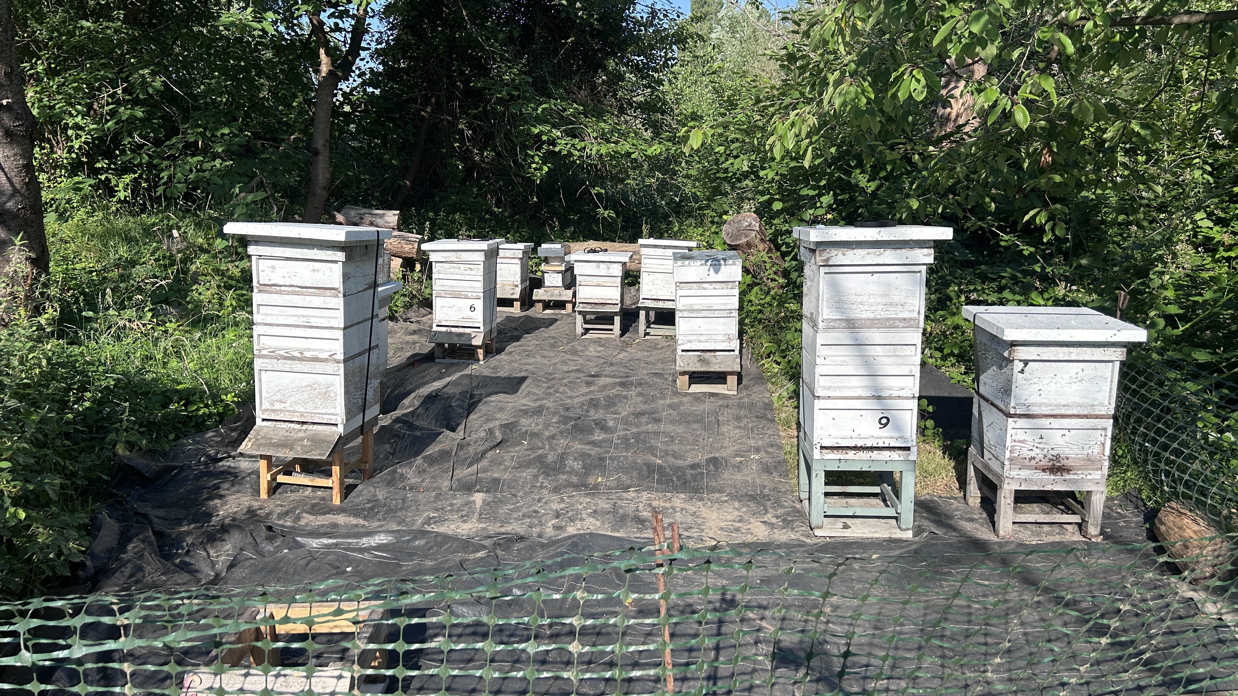 The Apiary