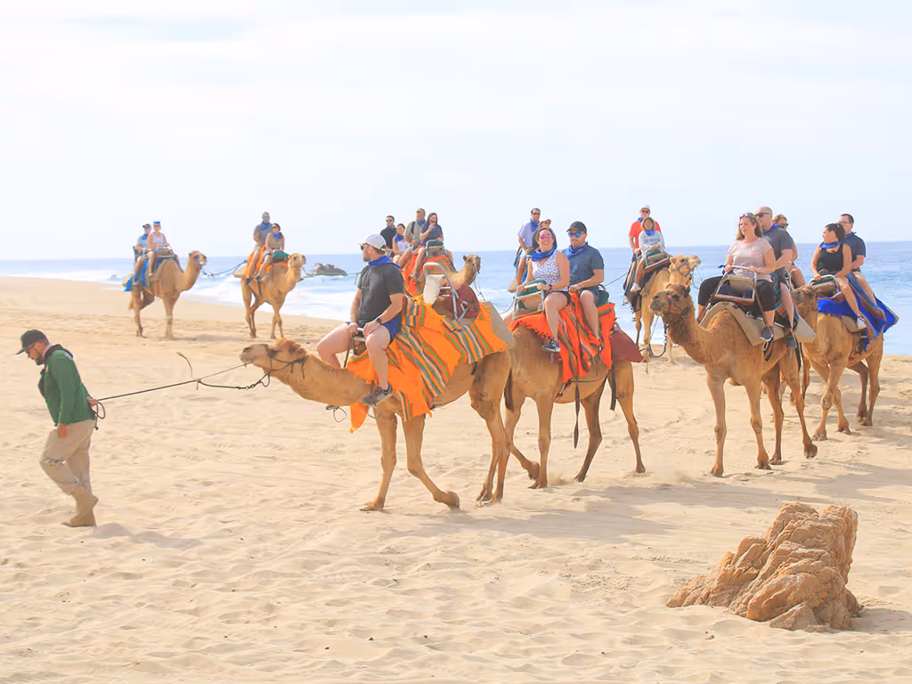 Camel rides for team incentive trip