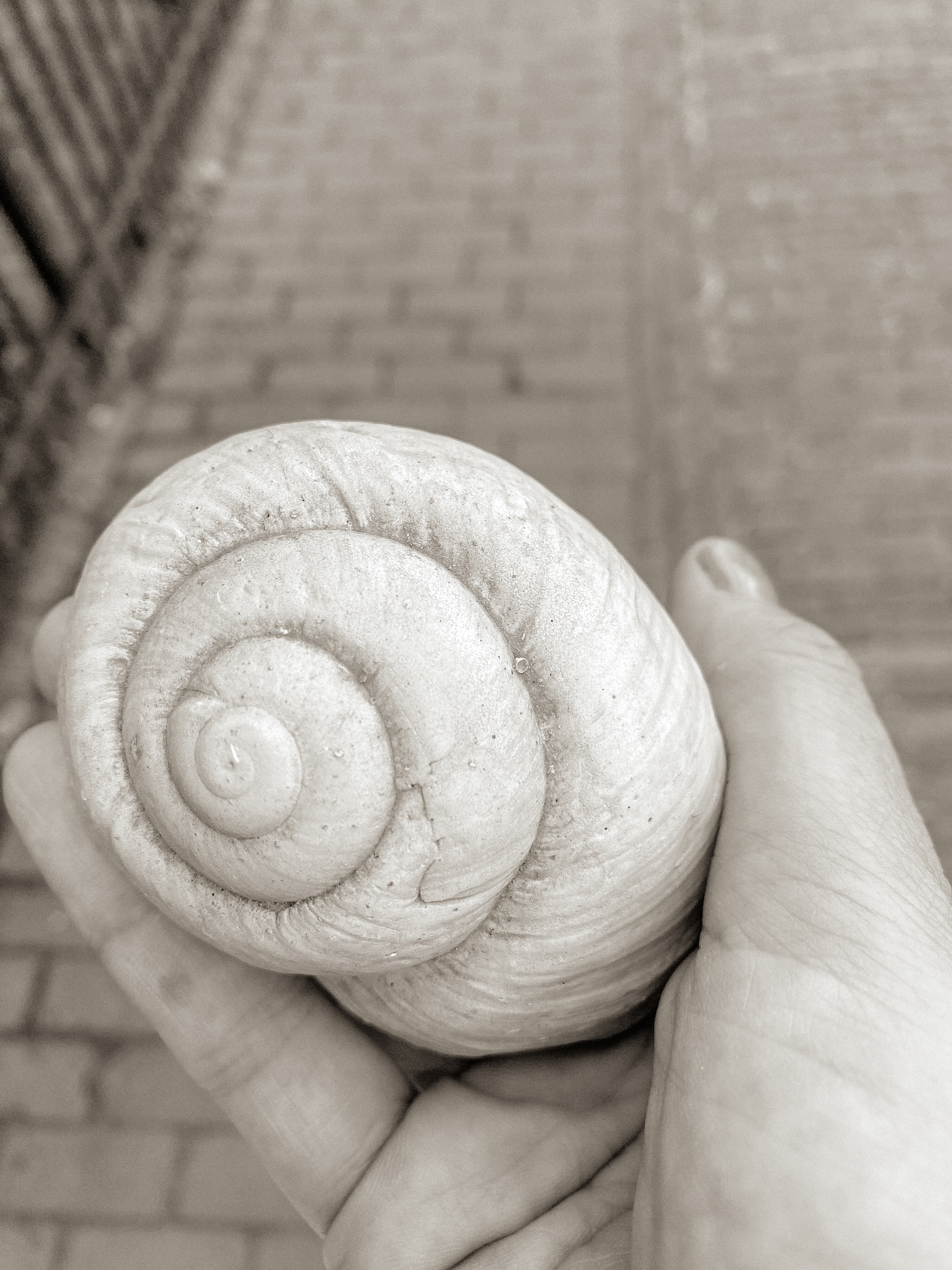 Een schelp in een open hand, een verjaardagscadeau voor een cliënt met ALS op een palliatieve afdeling