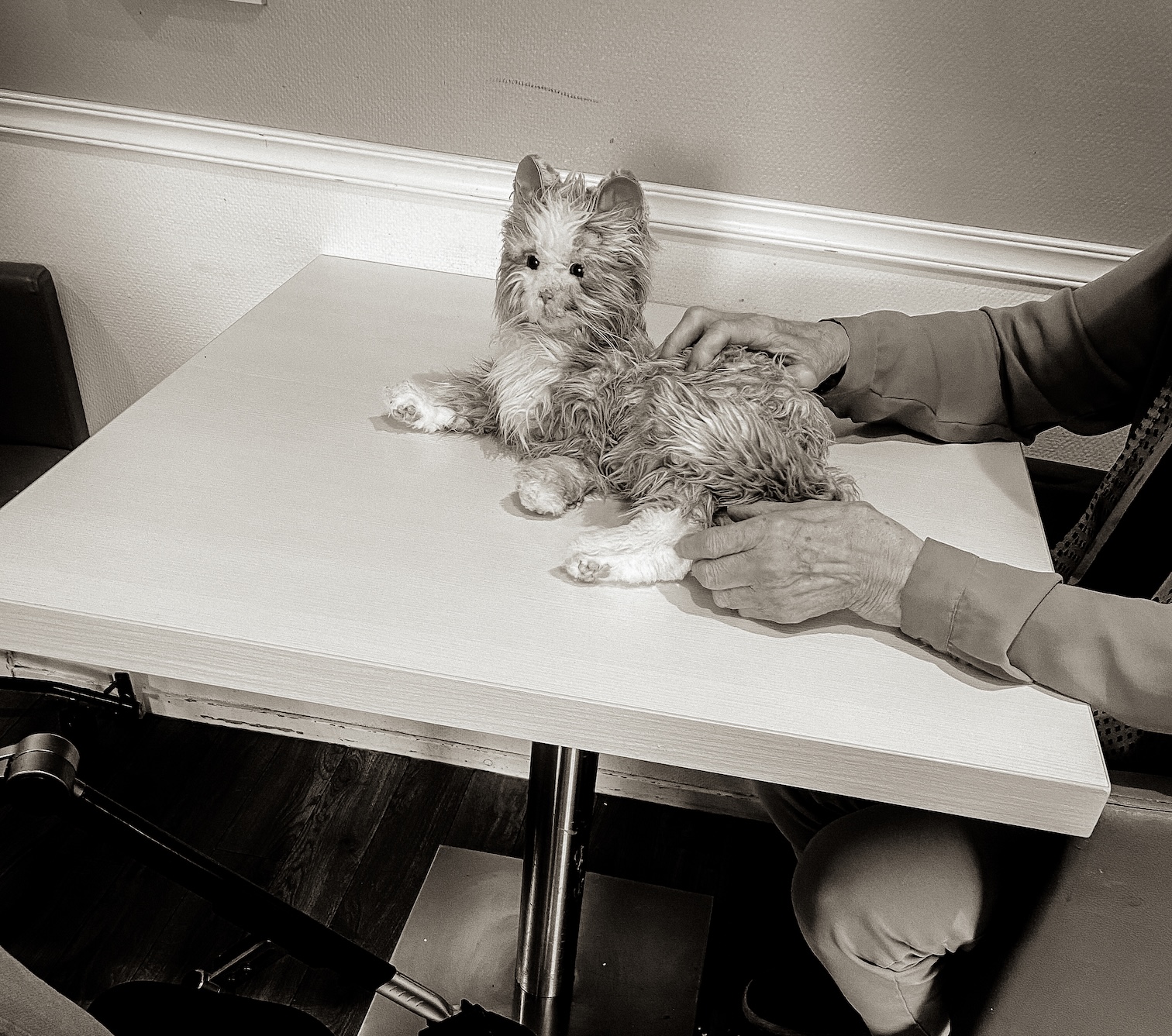 Handen aaien een robotkat op tafel op een psychogeriatrische afdeling: contact zonder woorden