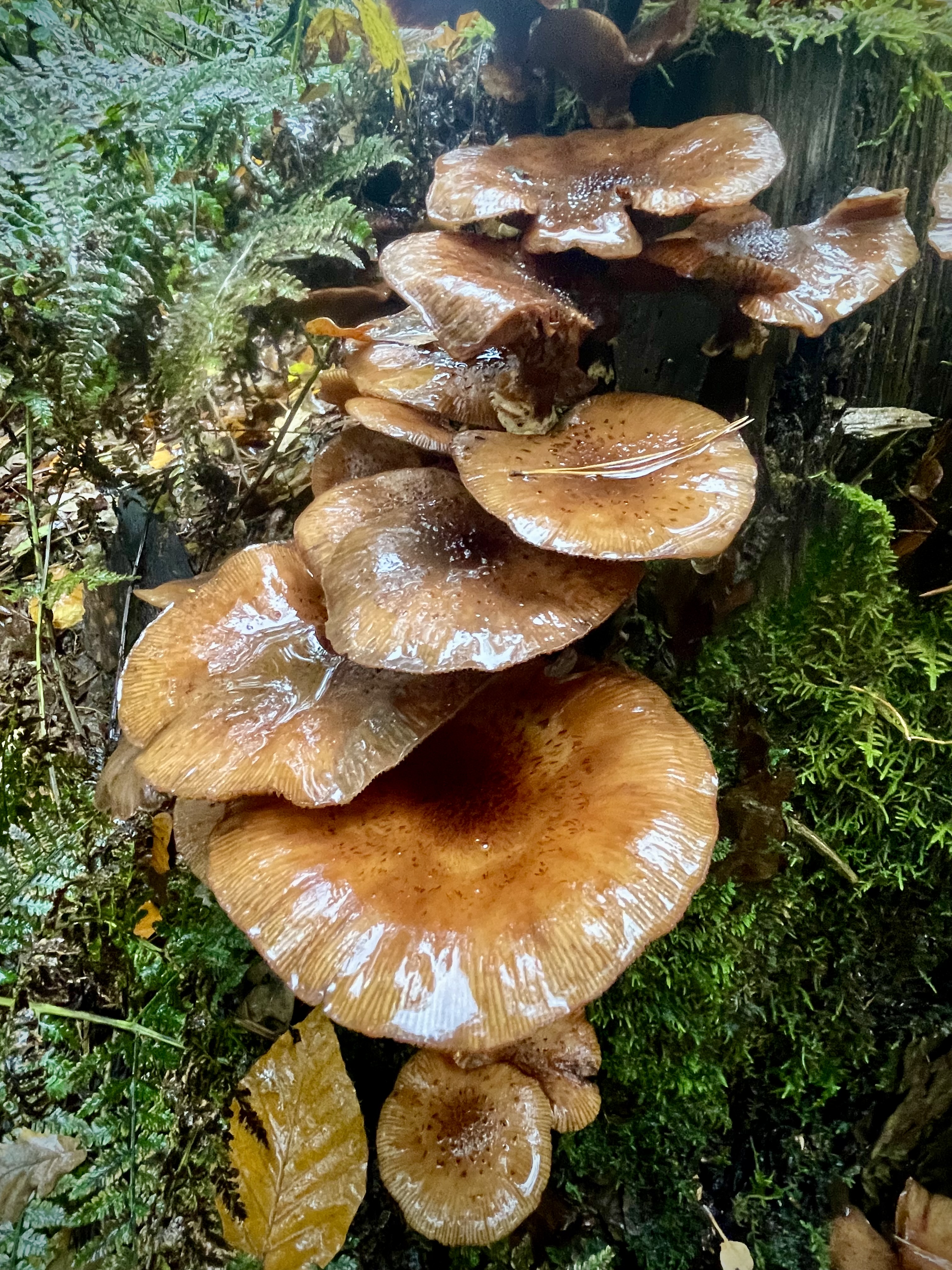 Korstmos en roestbruine varen op een boomstam
