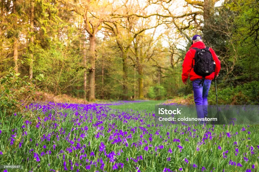 Person in a red jacket and blue jeans walking with a backpack and walking stick through a forest path lined with purple flowers.