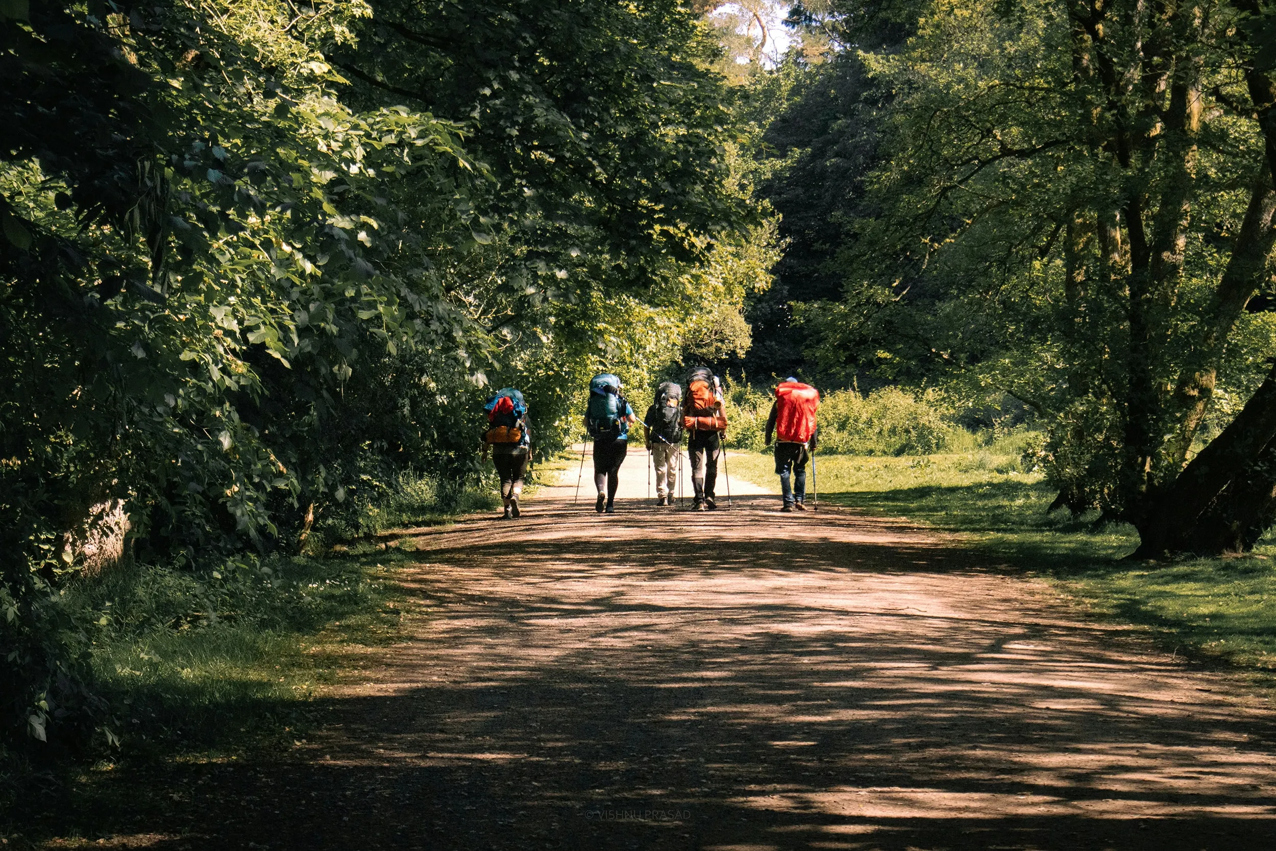 Five hikers with backpacks walking on a sunlit forest path surrounded by dense green trees.