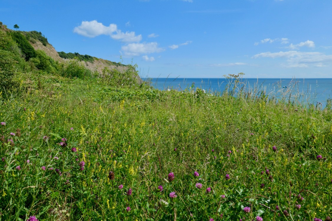 A wildflower meadow along the Cleveland Way with purple and yellow flowers in the foreground, looking out over the sea beyond.