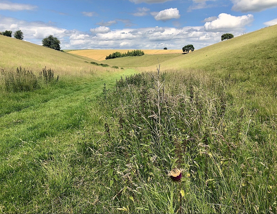 shallow valley with long grass, wheat field beyond, distant scattered trees, blue sky