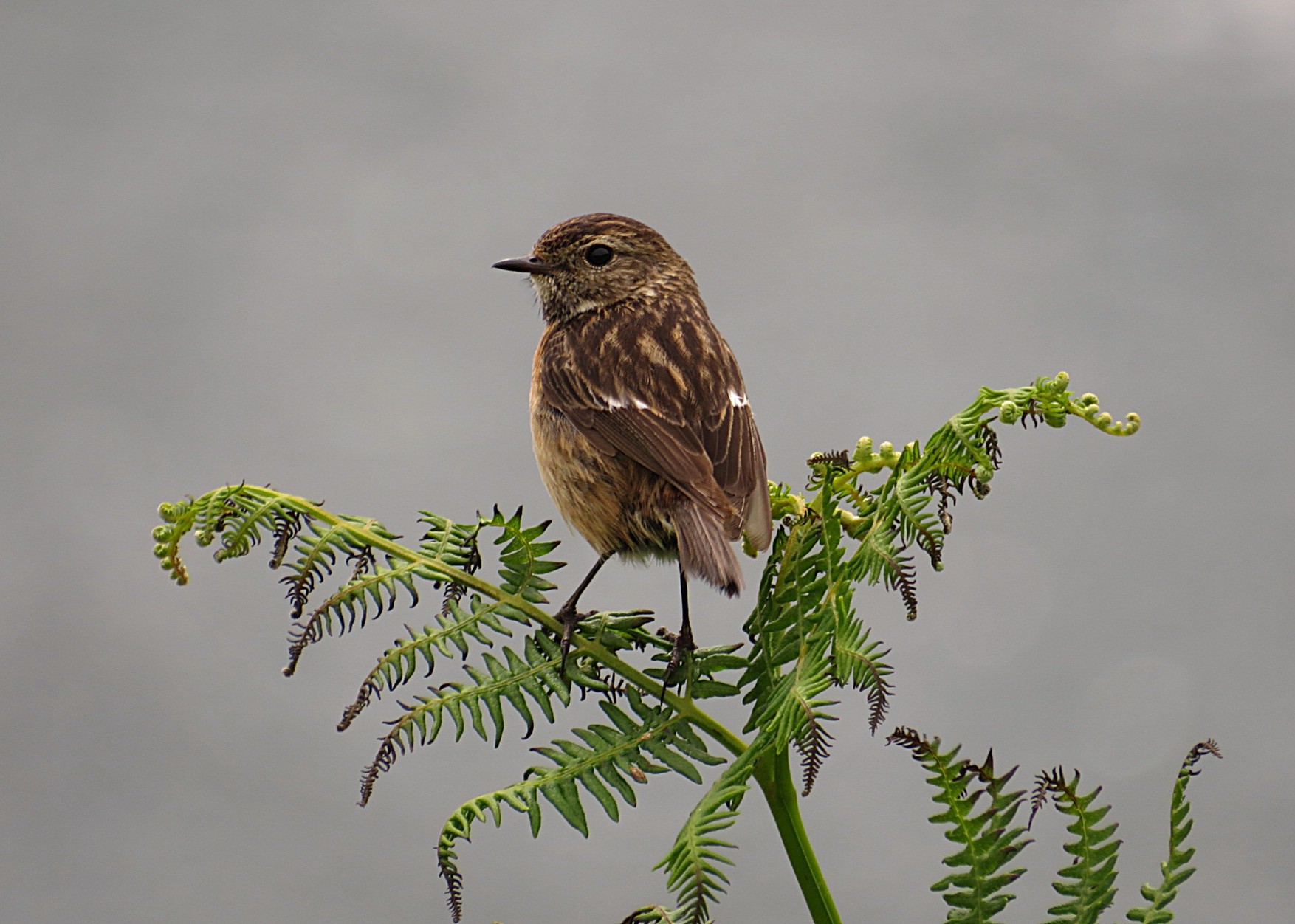 small brown bird, perched on bracken
