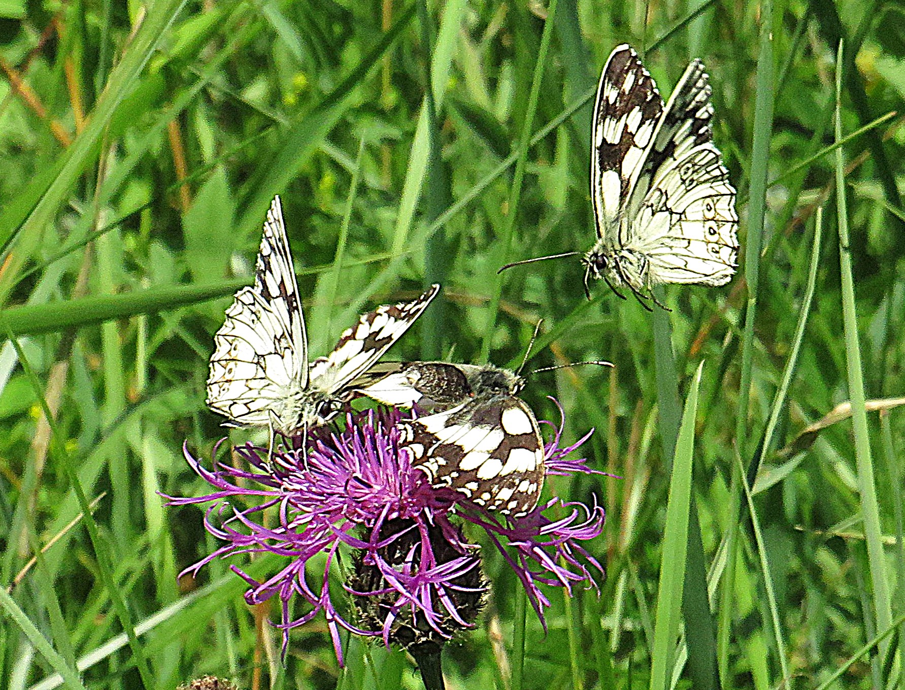 three black-and-white butterflies around single purple flower 