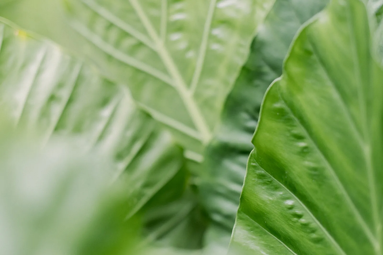 Hoja verde.