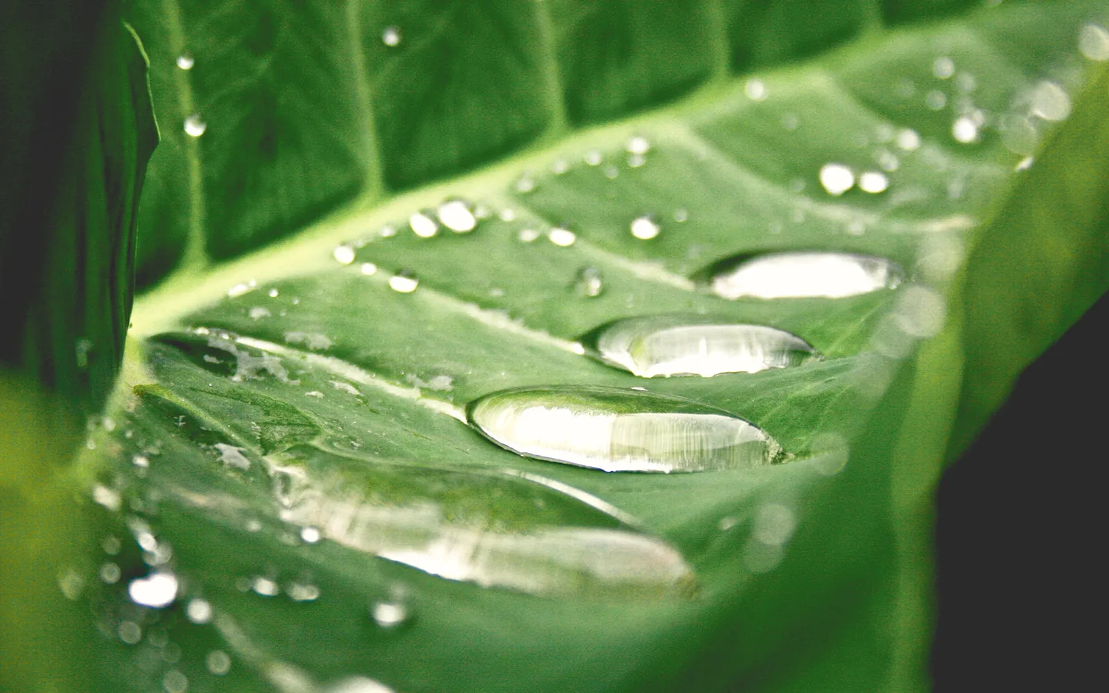 Hoja verde con agua por encima.