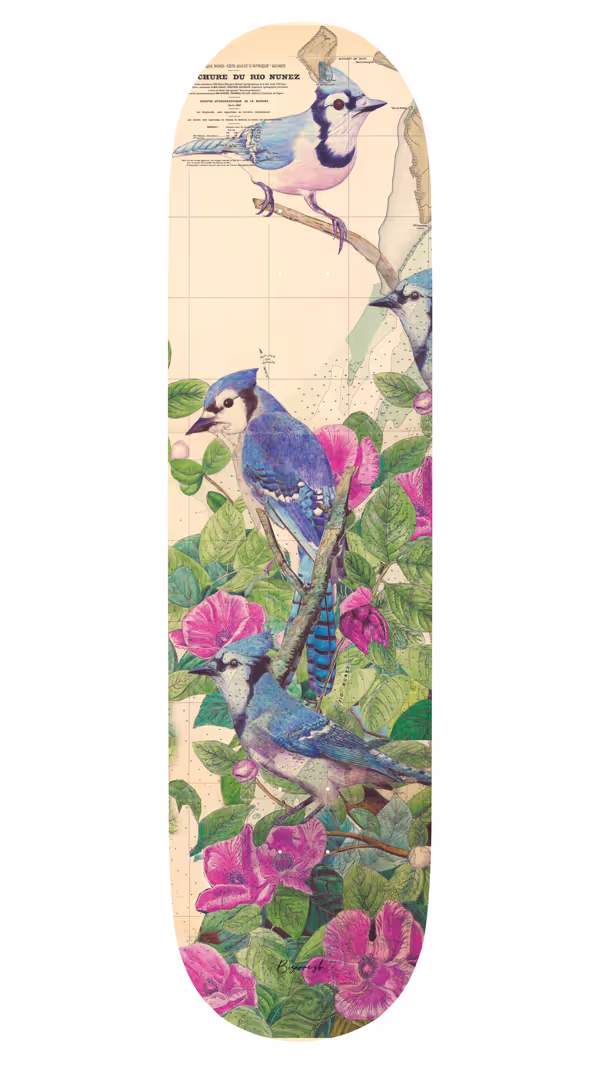 Birds