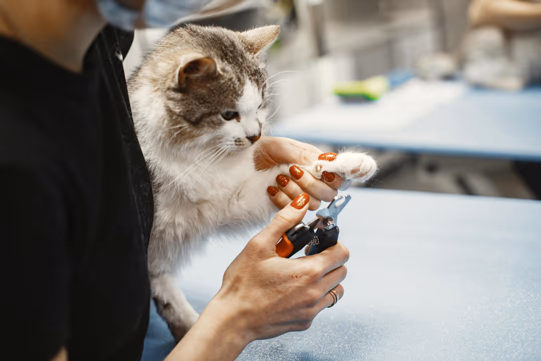 Person with red-painted nails trimming a cat's claws with nail clippers on a blue table.