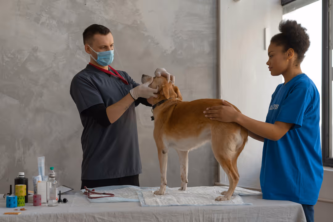 Veterinarian in a mask examining a brown dog on a table, assisted by a woman in a blue shirt.