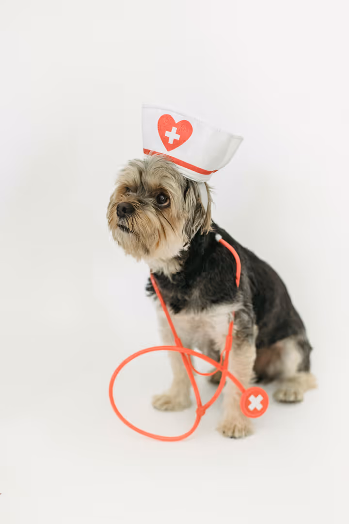 Small dog wearing a nurse hat with a red heart and cross, and a red stethoscope around its neck.