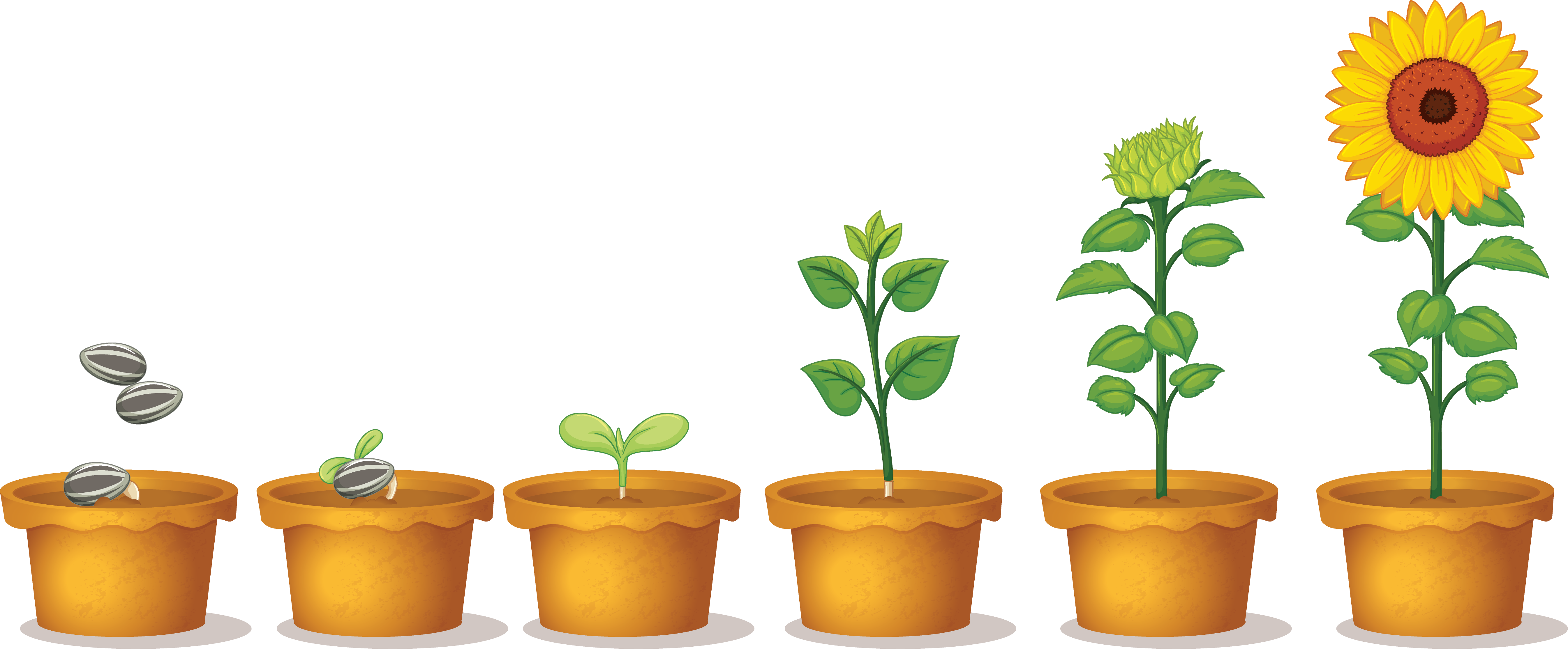 planting the seed in motion