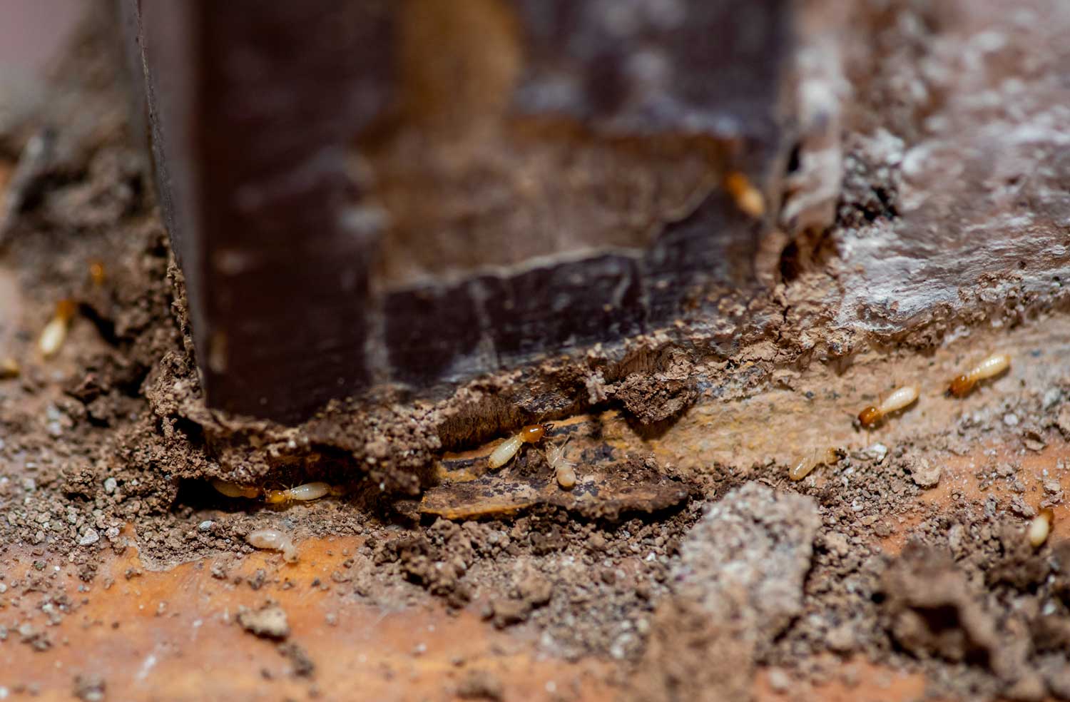 Do I Need a Pest and Building Report When Purchasing Property?
