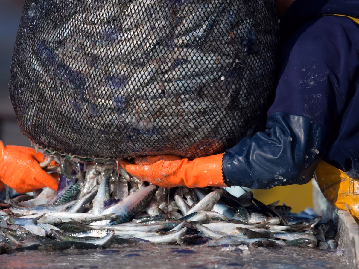 Mitsubishi engines for the Fishing market