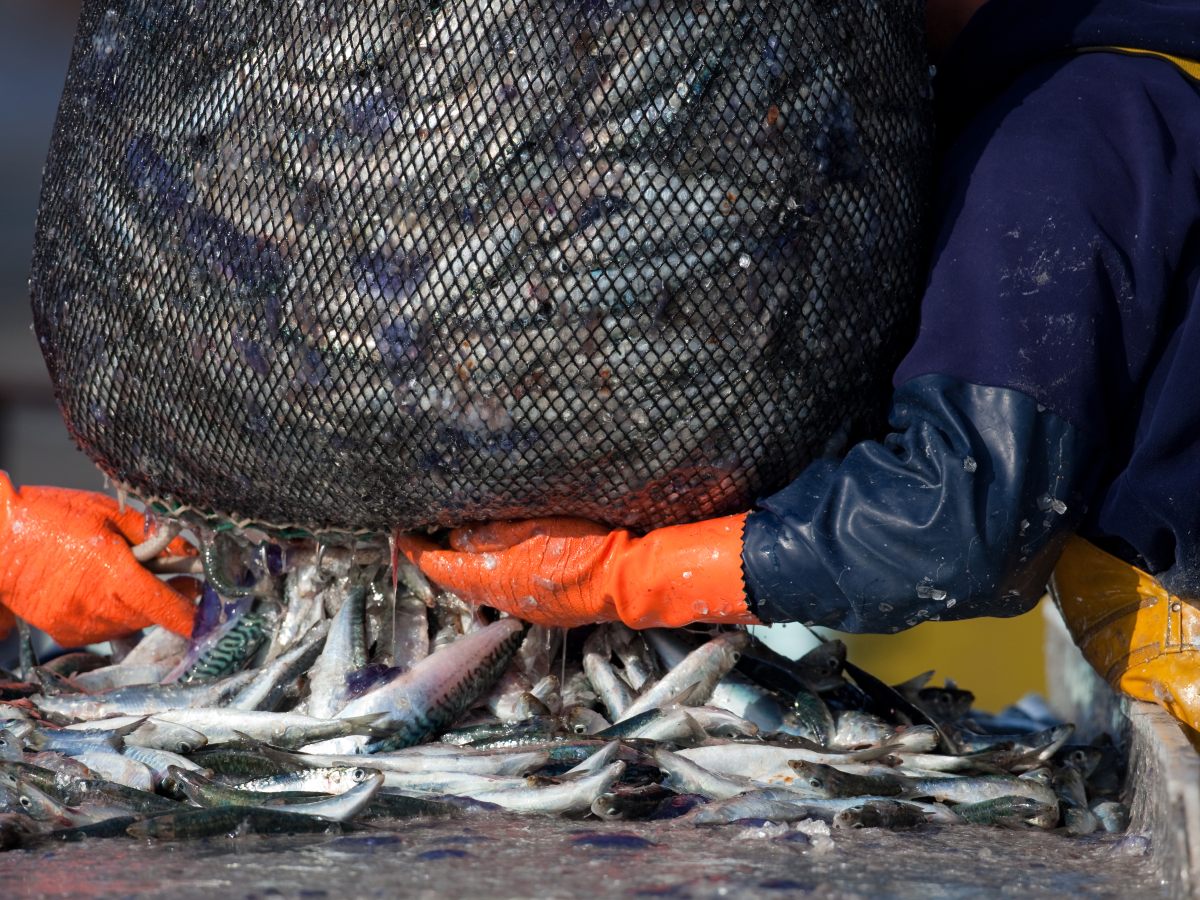 Mitsubishi engines for the Fishing market