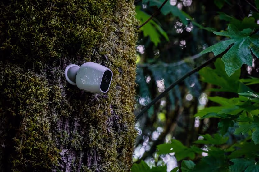 Ip-camera-on-tree