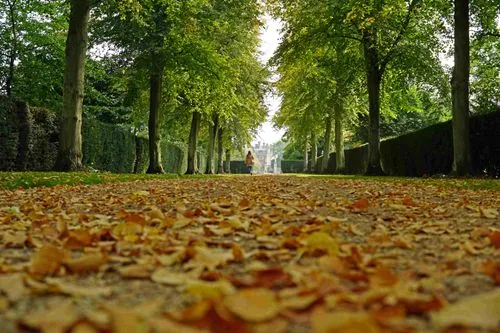 The Avenue leading to St John's College, Cambridge, covered in autumn leaves