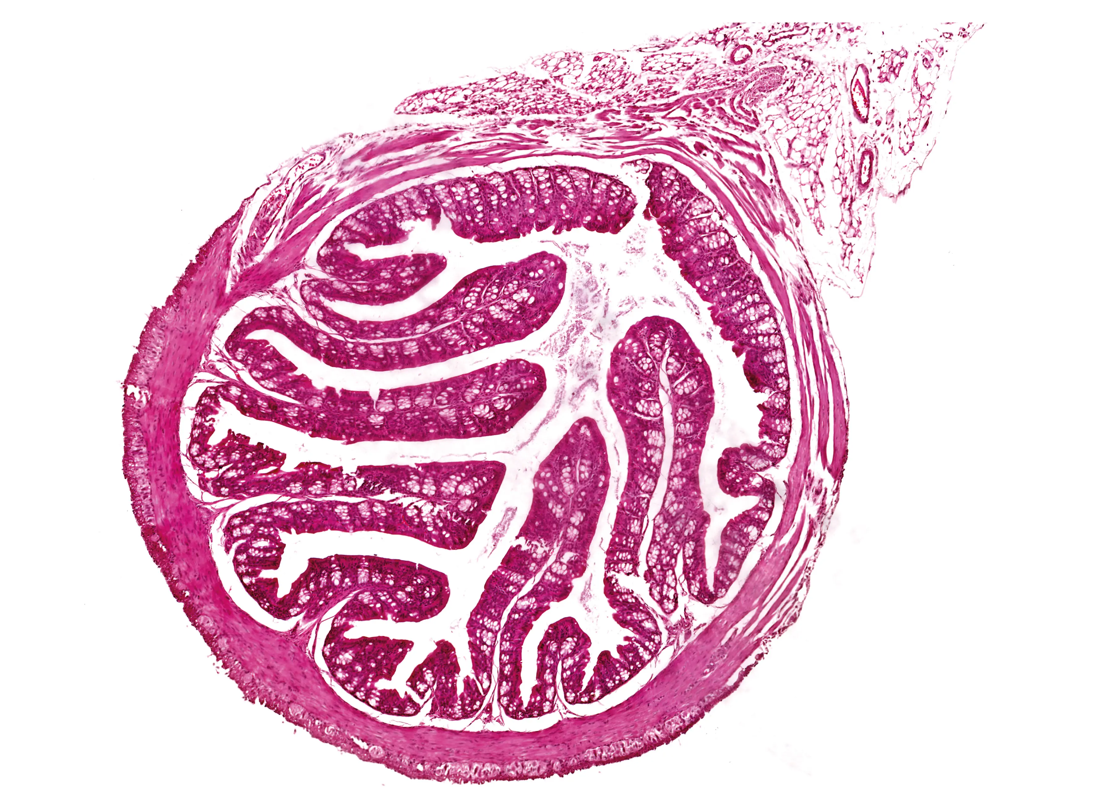An image of a cross-section of a mouse intestine