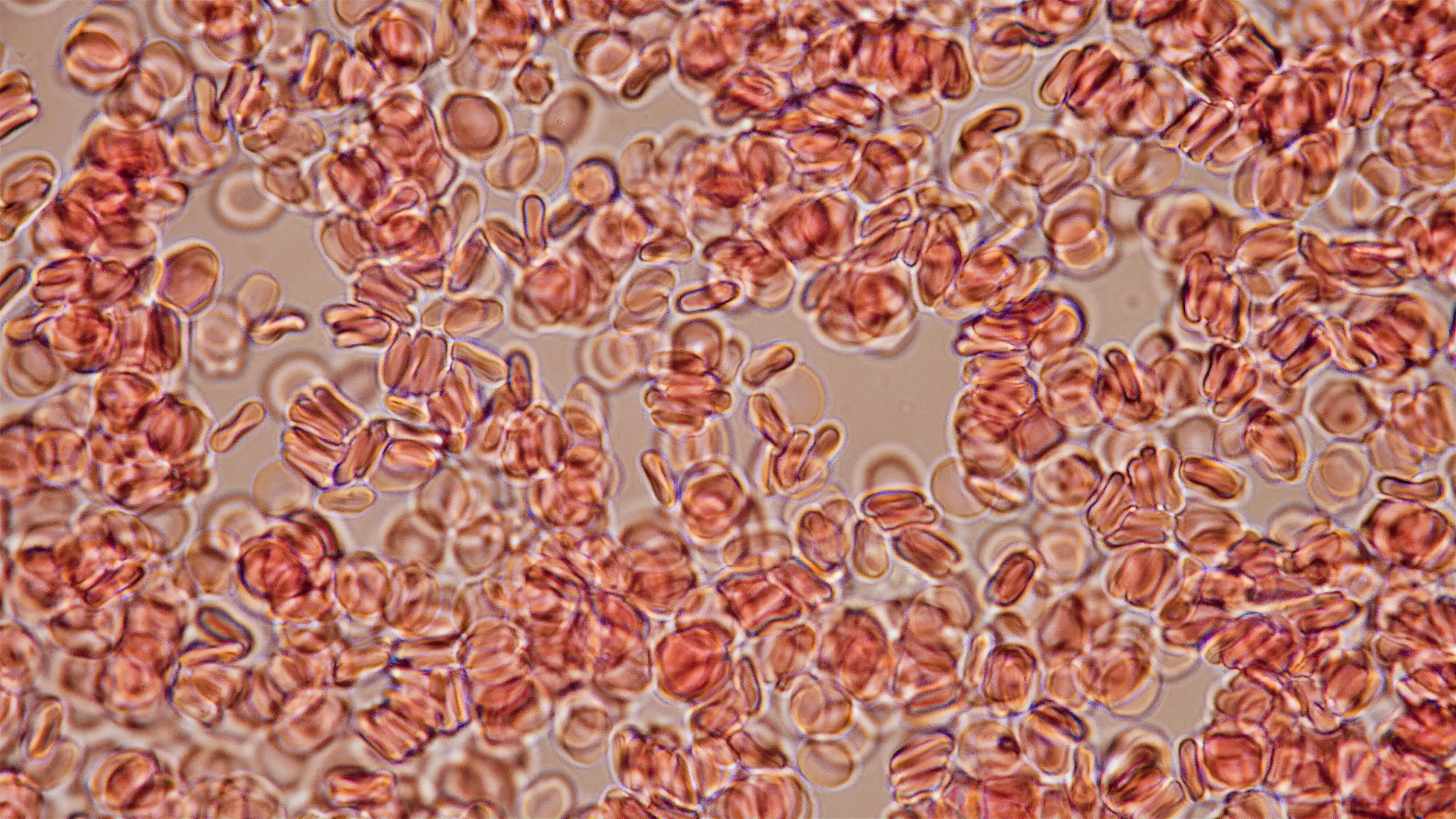 Human blood cells under a microscope