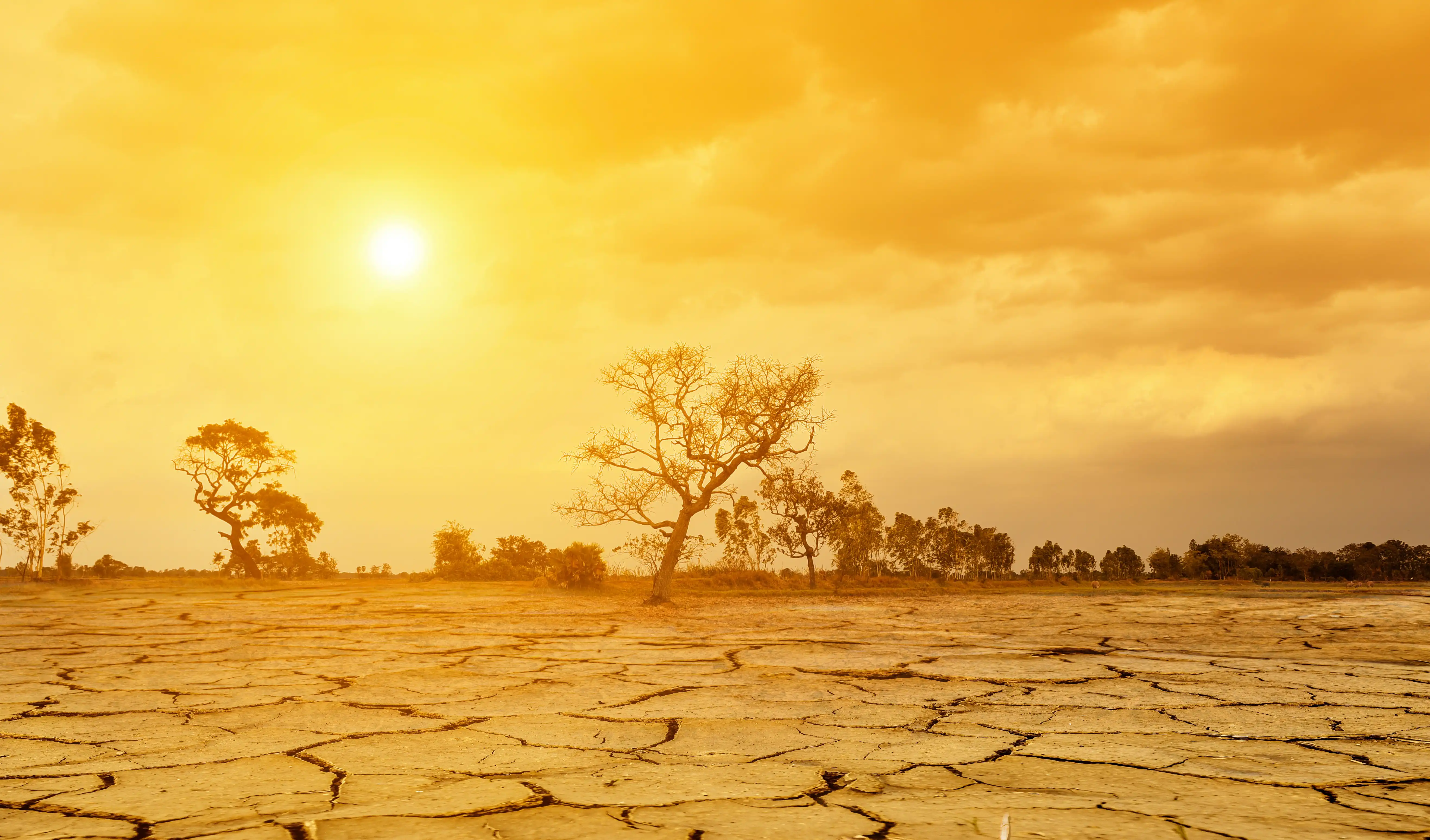 Sun-parched barren landscape with a few surviving trees