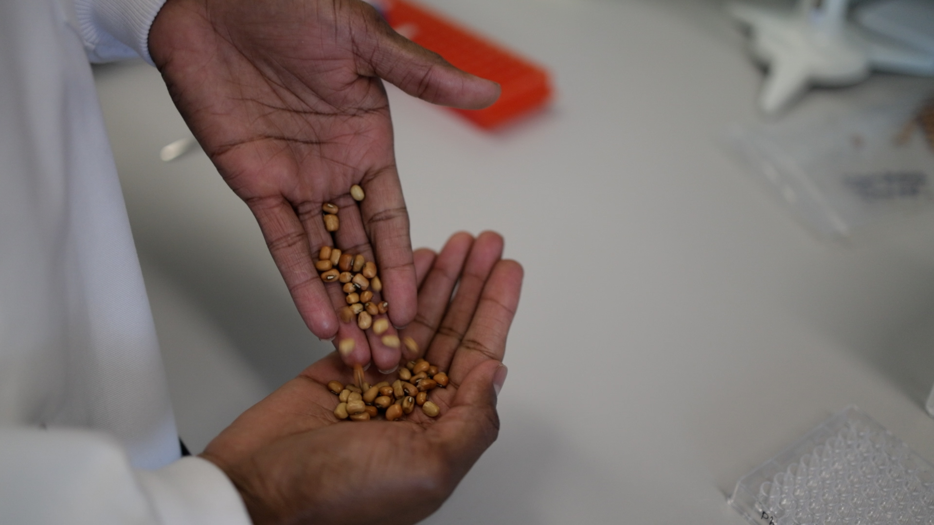 Image of a scientist's hands pouring cowpea - Vigna unguiculata - from one hand into the other at Cambridge Crop Science Centre