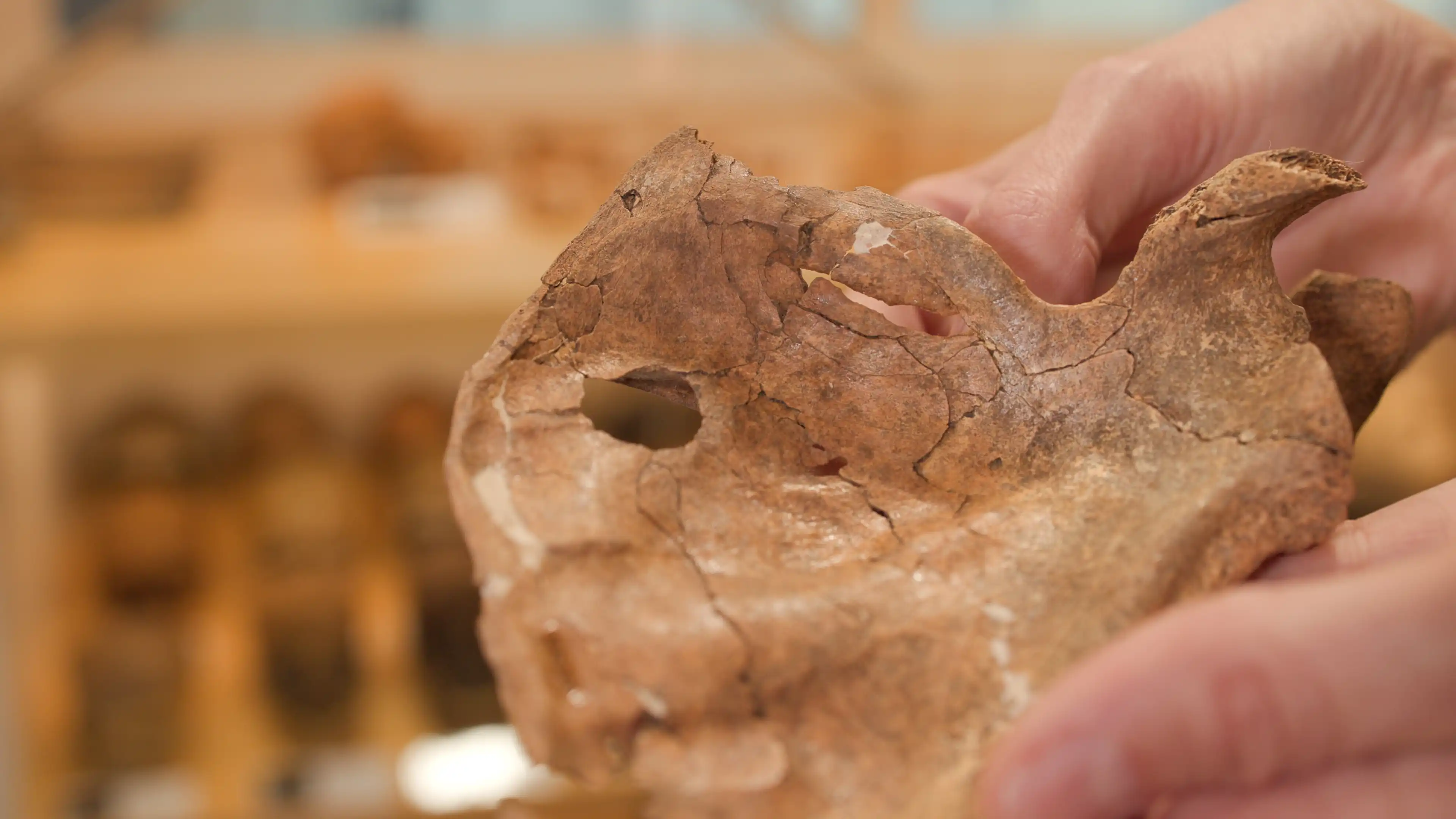 A hand holds a Neanderthal shoulder blade