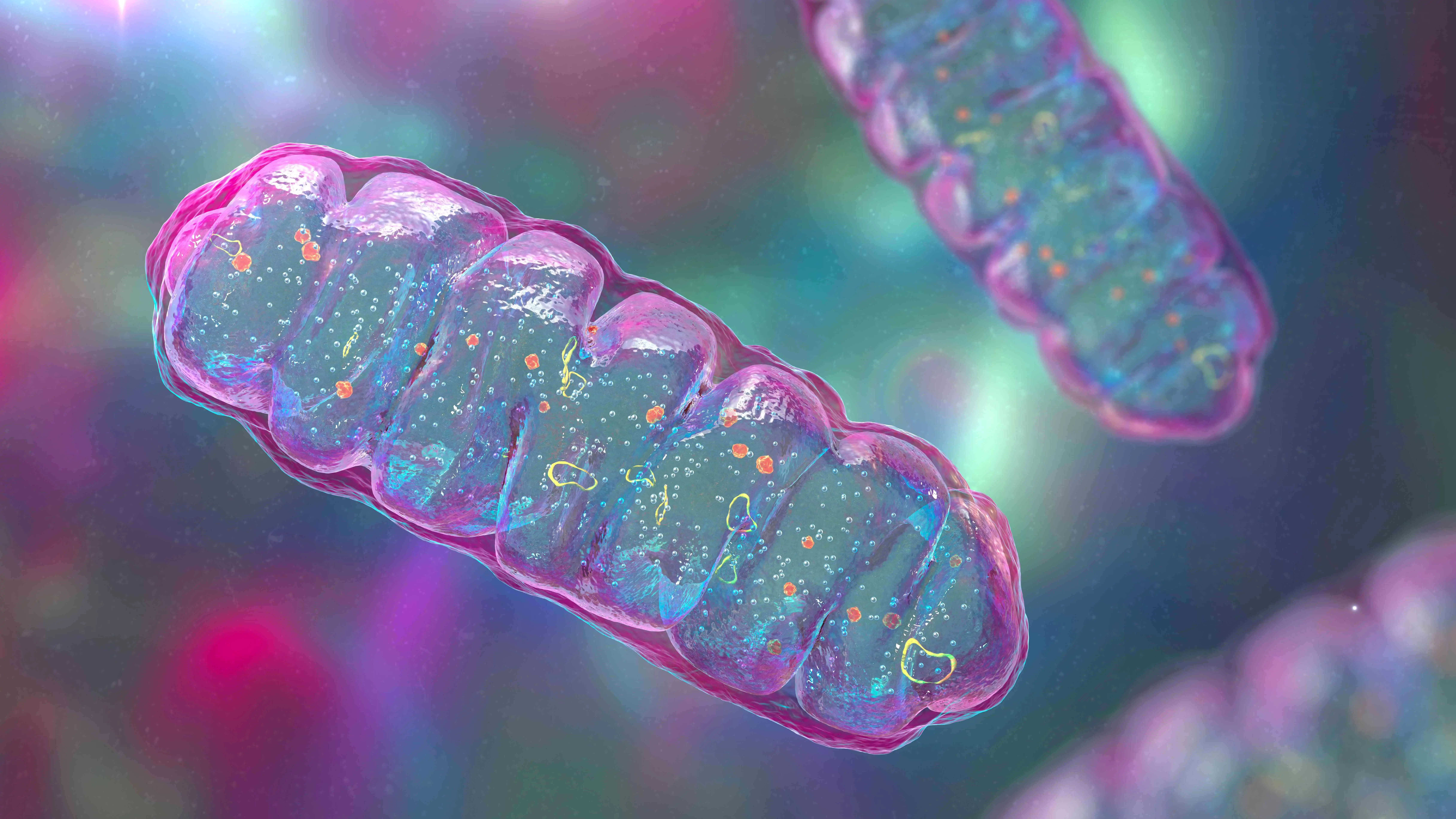 Mitochondria image