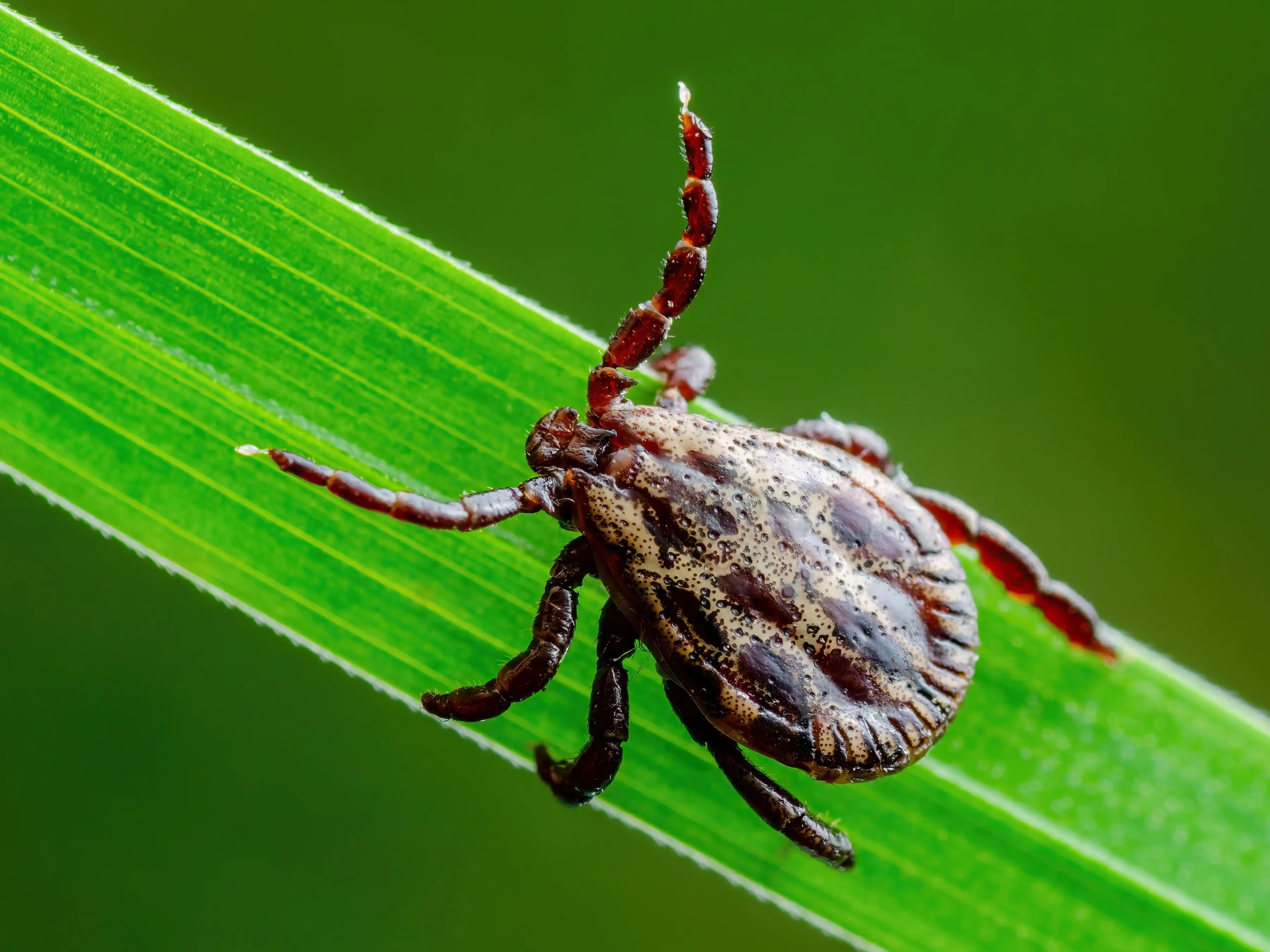 A close-up image of a tick on a blade of grass
