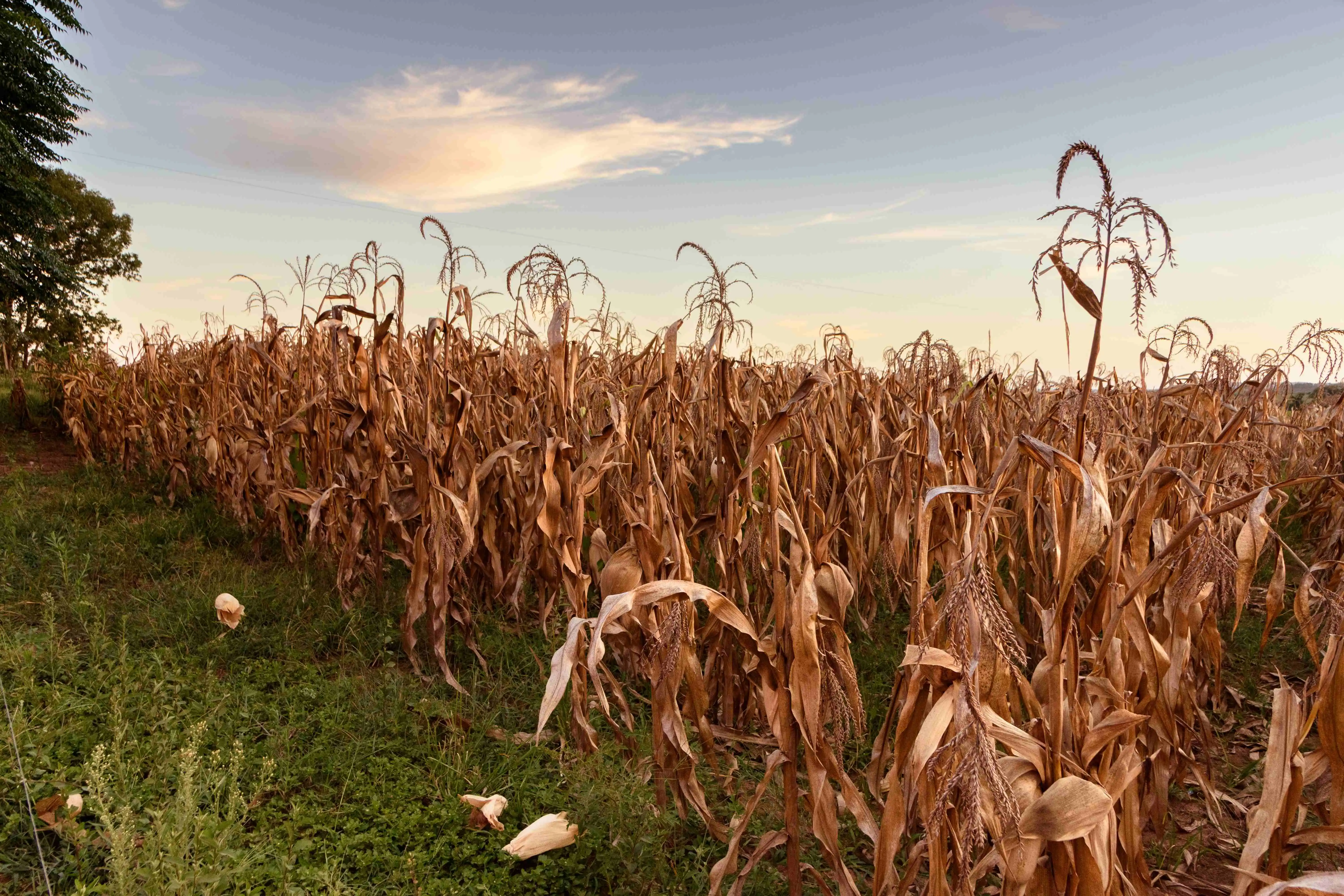 A field of dead crops under a blue sky, representing drought and climate impact on agriculture
