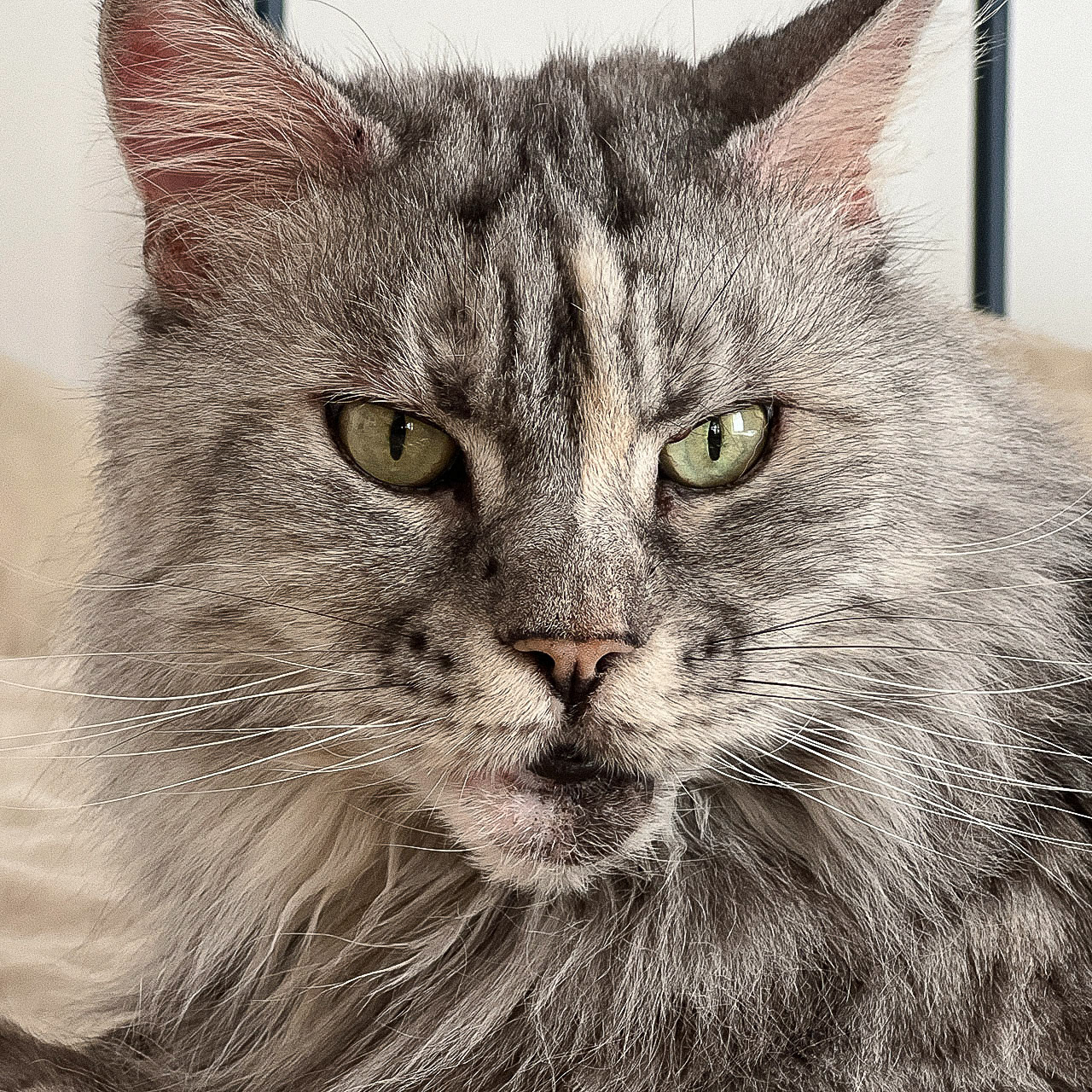 Maine Coon cat portrait, showcasing detailed fur texture, green eyes, and facial features, relevant for Midjourney prompt engineering.