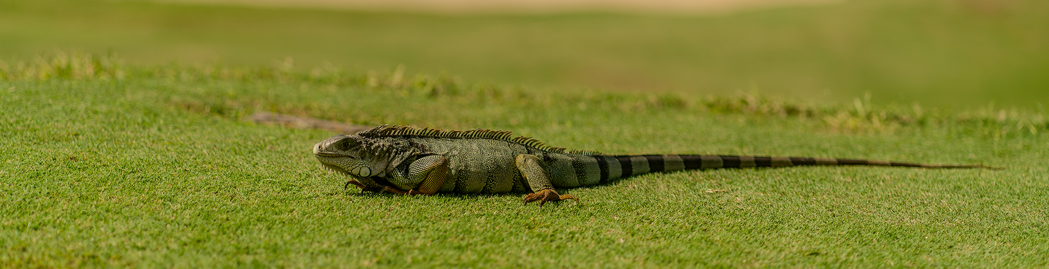 Iguana on the golf course in Puerto Rico.