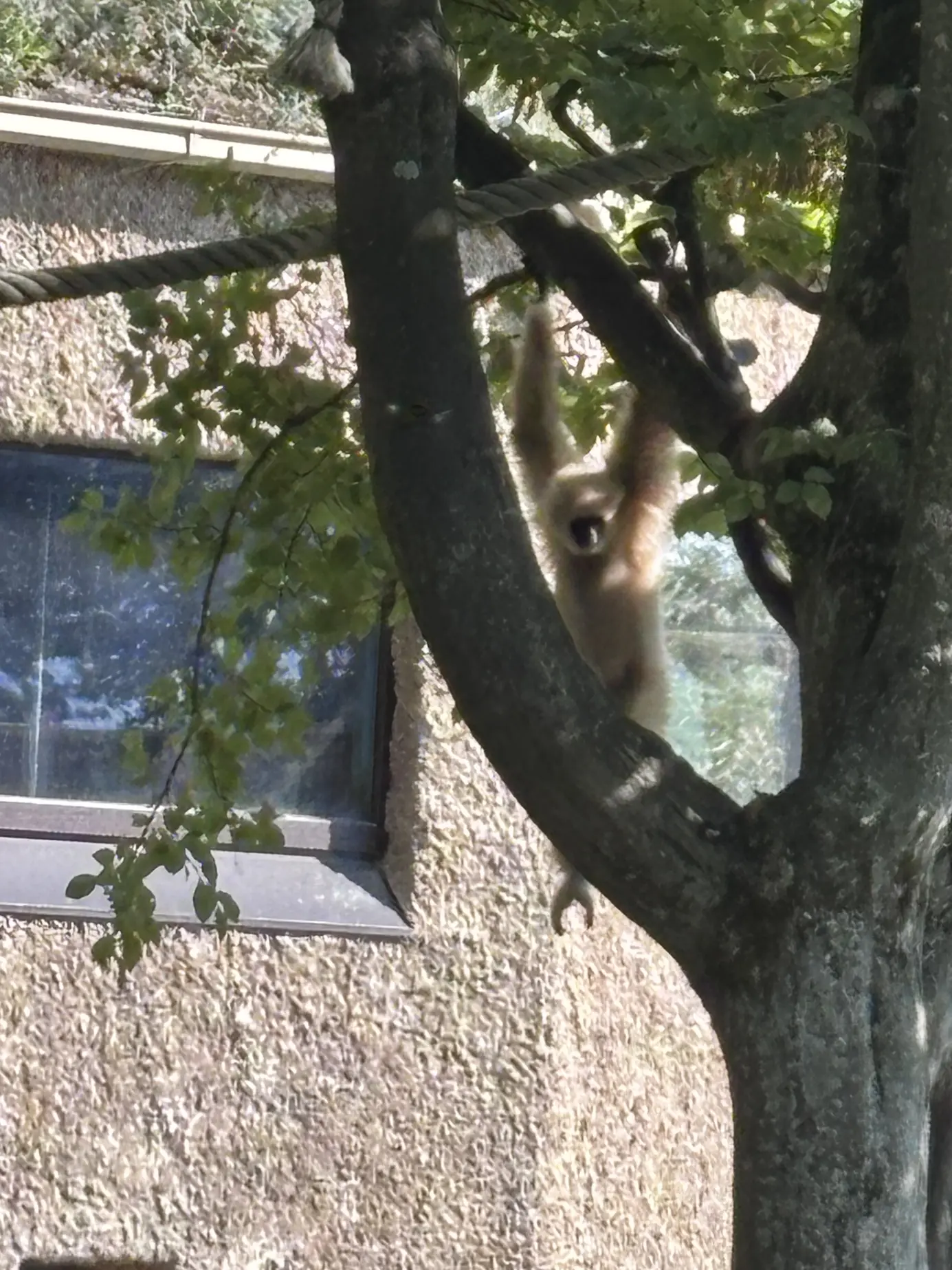 Weißhandgibbon hangelt sich im Zoo Salzburg an einem Baum entlang