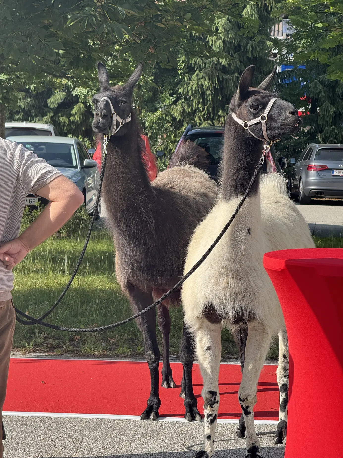 Zwei Lamas am roten Teppich als Empfangskomitee beim Fussl Fest 2025