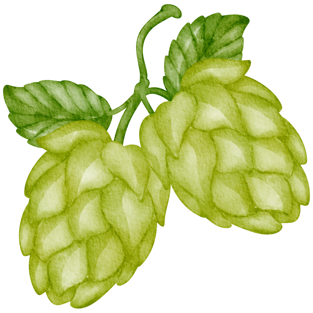 Grafik eines Hopfen