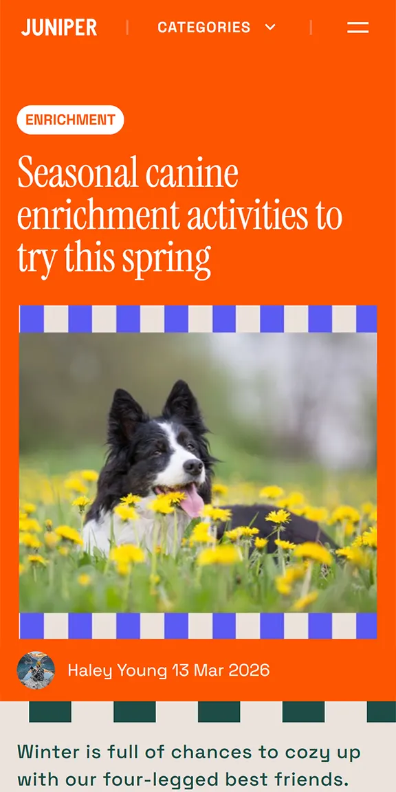 Black and white Border Collie panting in a field of yellow dandelion flowers.