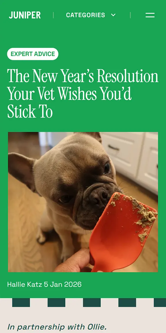 Brown French Bulldog sniffing an orange spatula with food residue in a kitchen.