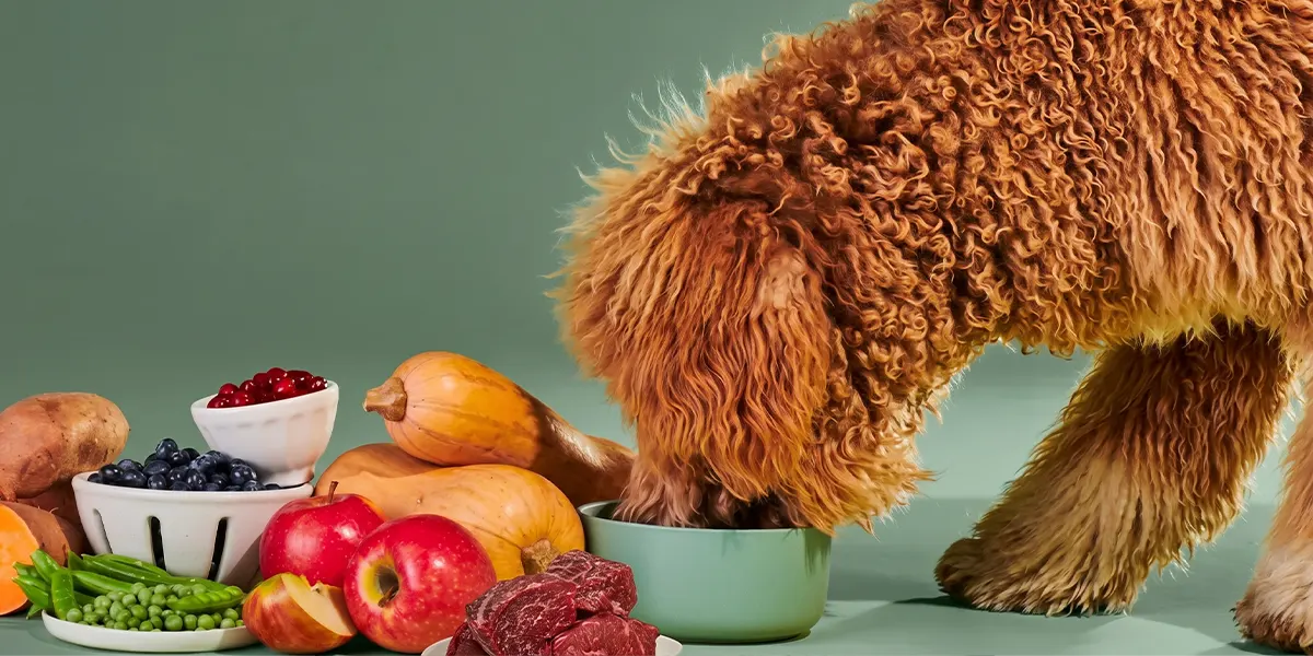 Curly-haired brown dog eating from a green bowl near fresh fruits, vegetables, and meat.