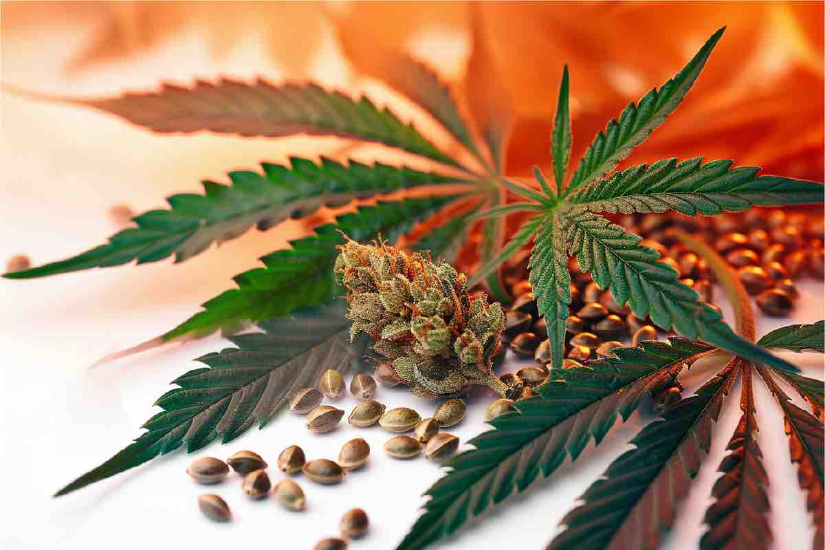 Cannabis-Samen: Supertrend Selbstanbau!