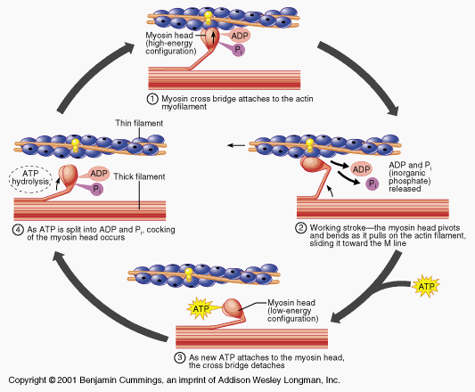 A look at the sliding-filament theory progression: Binding, Bending, Breaking, Bouncing. Copyright Benjamin Cummings 2001.