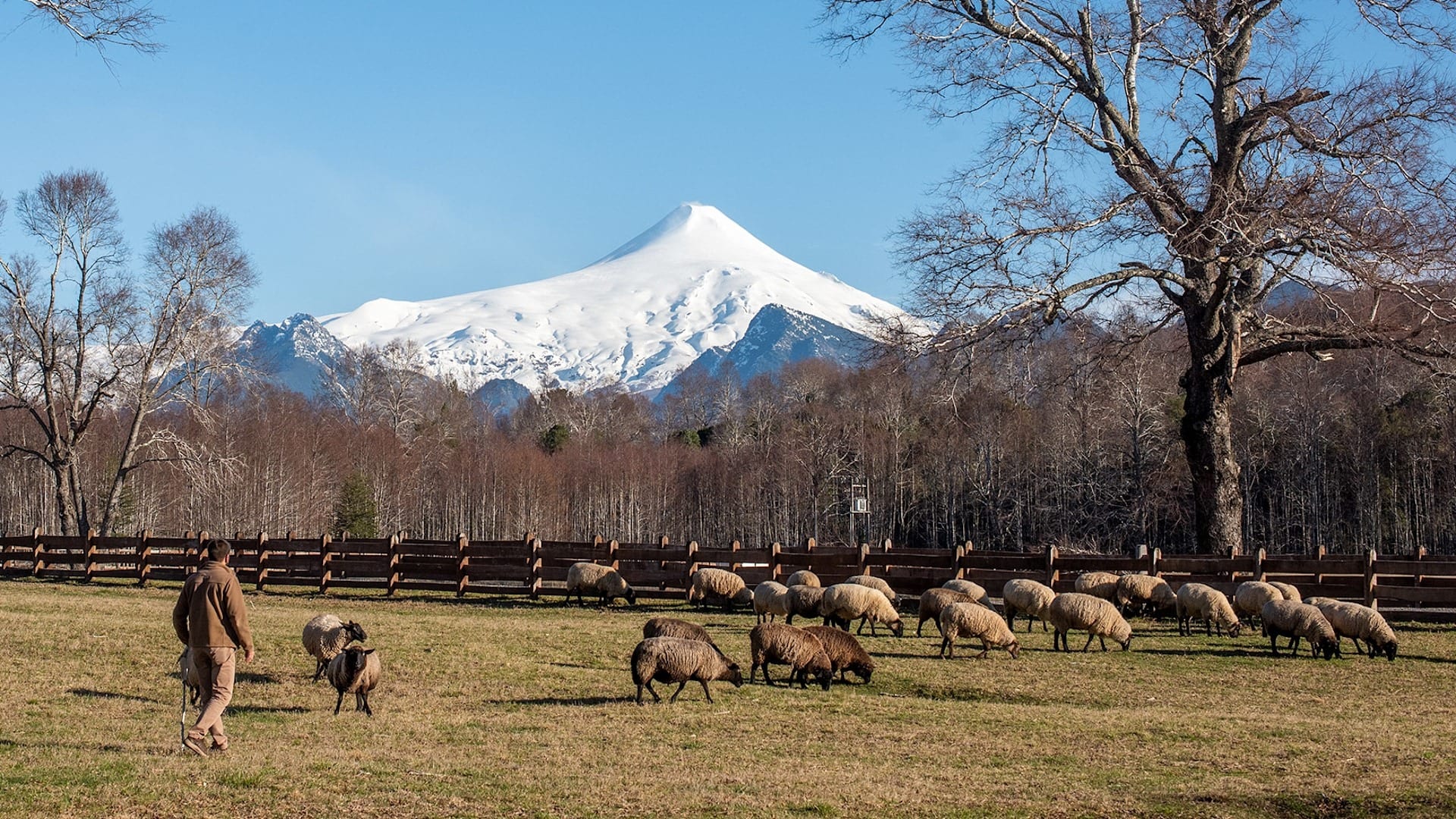 Rebanho de ovelhas pastando com vulcão Villarrica nevado ao fundo