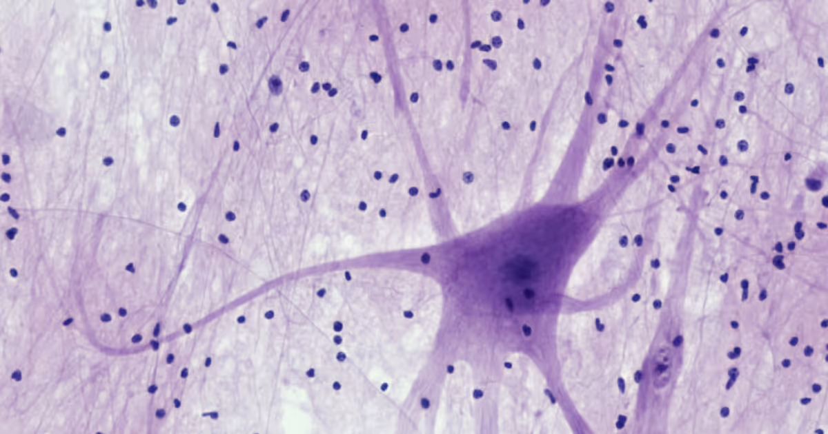 Neuronal synapses firing